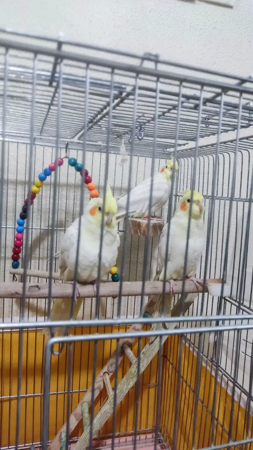 عروس هلندی|پرنده|شاهین‌شهر, نبوت|دیوار