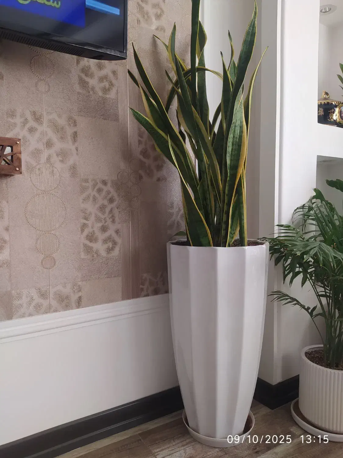 سانسوریا و زاموفیلیا|گل و گیاه طبیعی|قم, امامزاده ابراهیم|دیوار