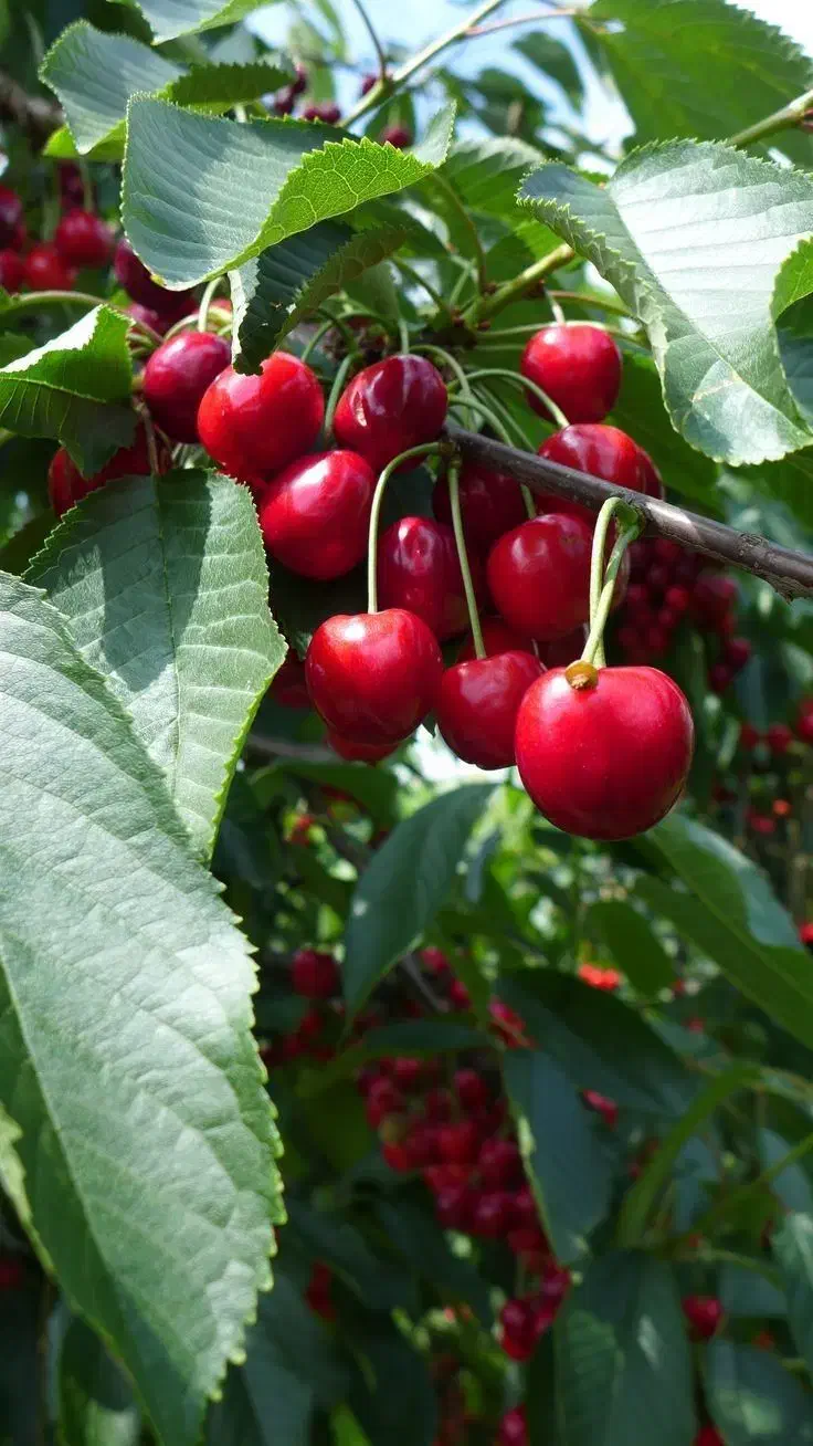 خرید نهال با کیفیت و تضمین شده|خدمات باغبانی و درختکاری|شبستر, |دیوار