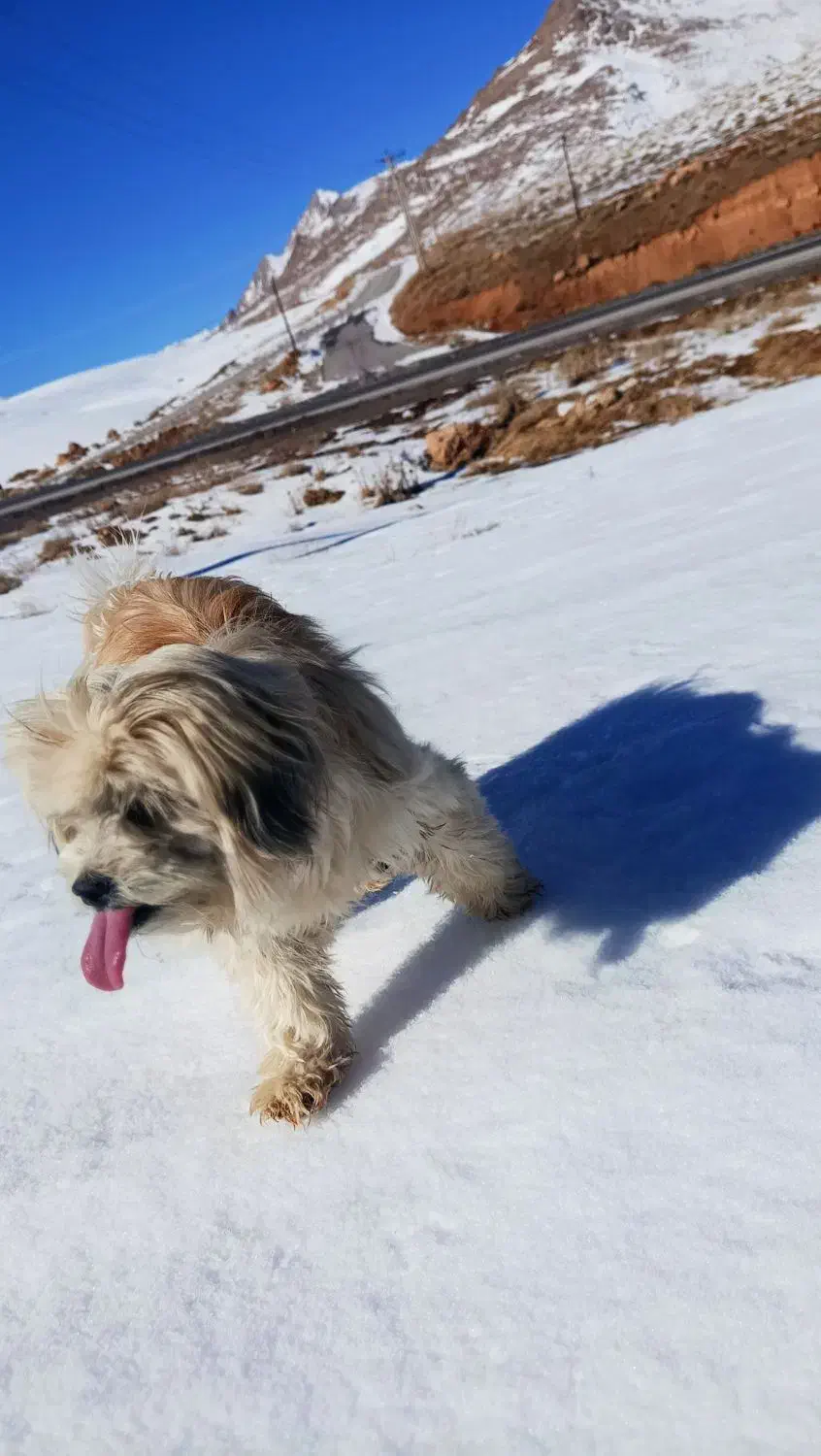 سگ گم شده|حیوانات|اردکان, |دیوار