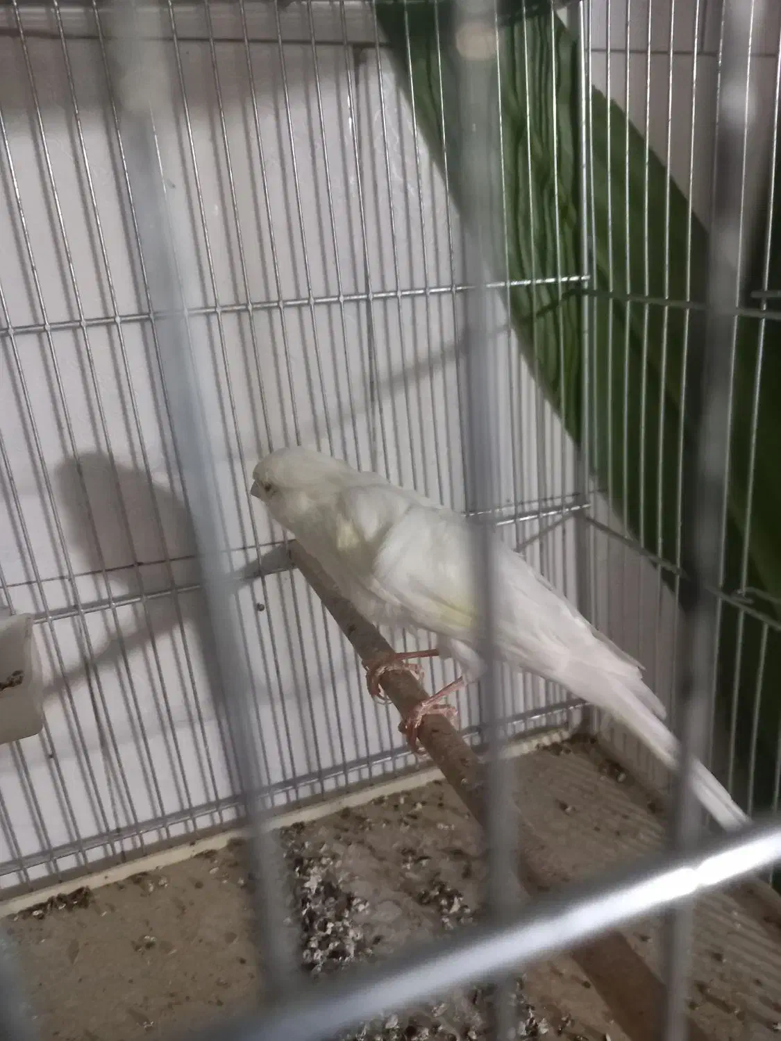 قناری|پرنده|جوکار, |دیوار