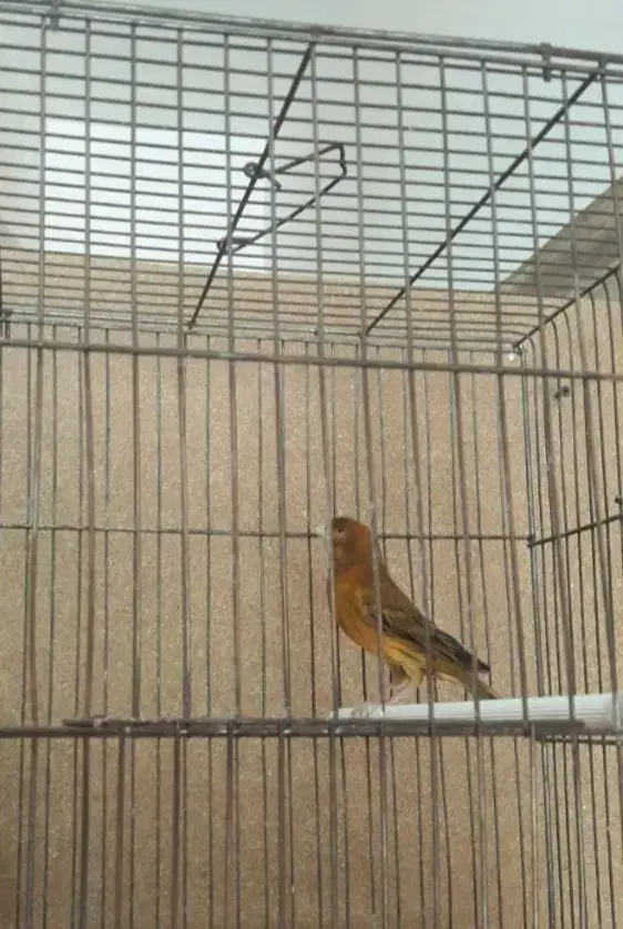 قناری|پرنده|هشتگرد, شهرک پامچال|دیوار