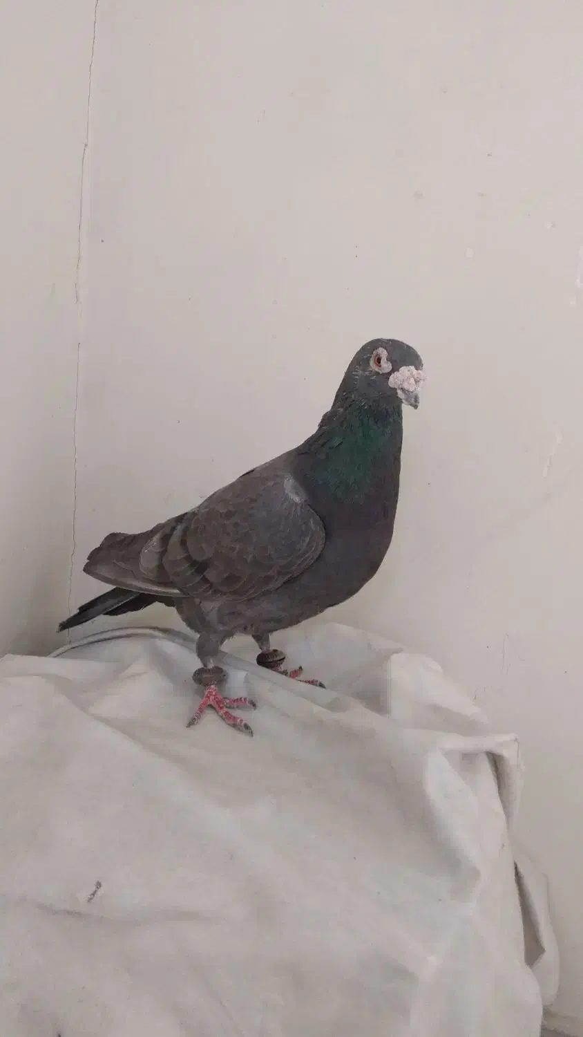 کبوتر|پرنده|تهران, استخر|دیوار