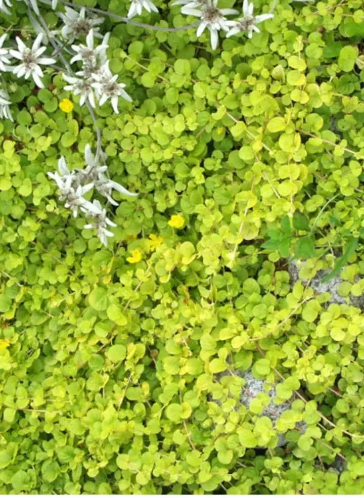 طراحی و اجرای فضای سبز|خدمات باغبانی و درختکاری|کرج, شهرک نهال و بذر|دیوار