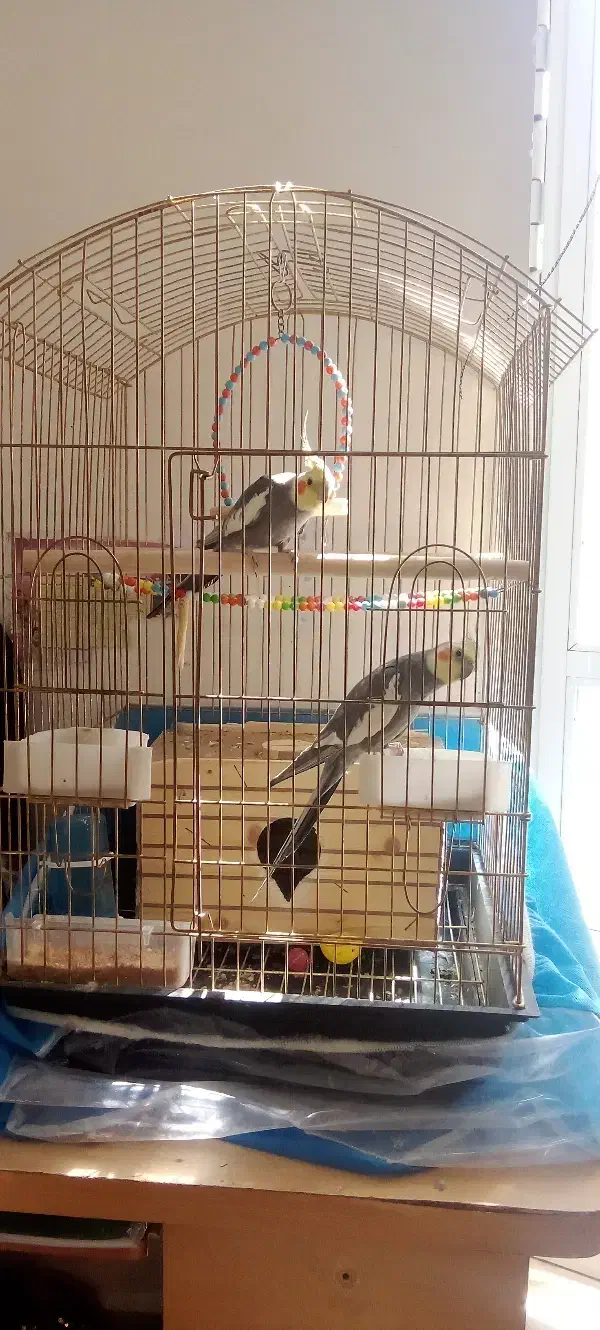 عروس هلندی|پرنده|مرند, |دیوار