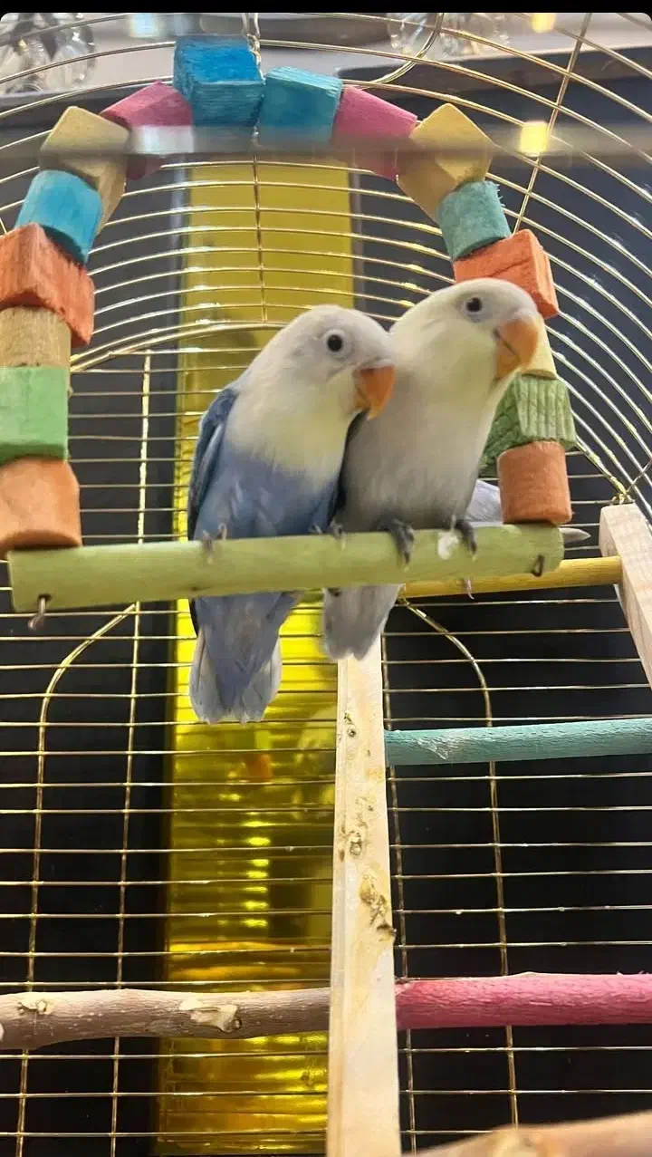 طوطی برزیلی بهترین نژاد|پرنده|قدس, شهر‌قدس|دیوار