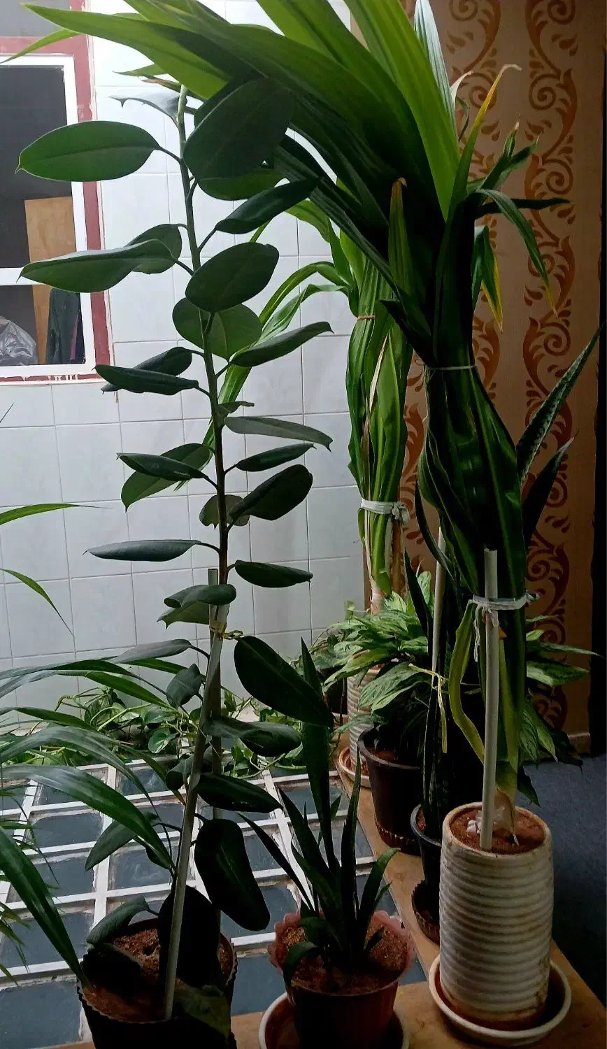 گل و گیاه|گل و گیاه طبیعی|شیراز, شهرک والفجر|دیوار