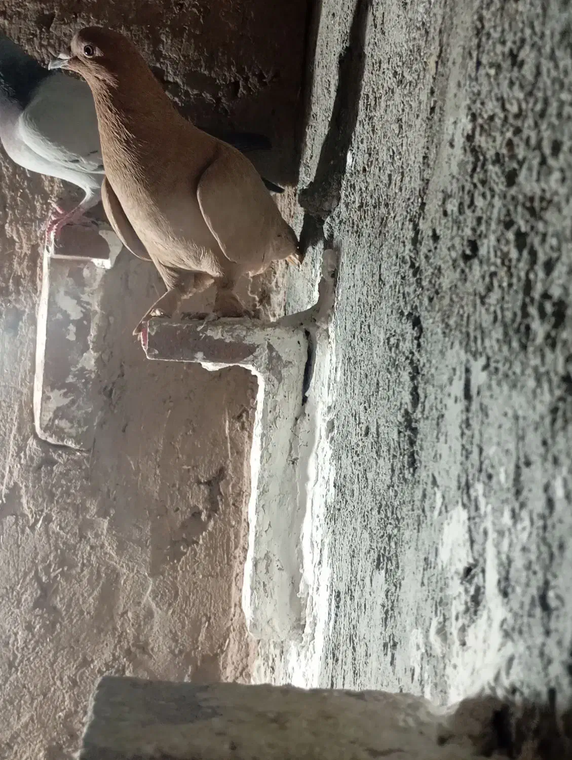 نر مایه زرد|پرنده|زرند, |دیوار