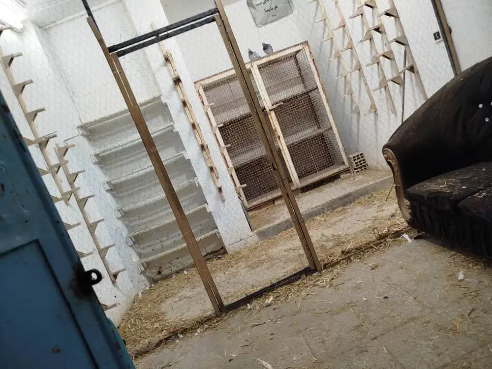 کف ....تر فروشی|حراج|کازرون, |دیوار