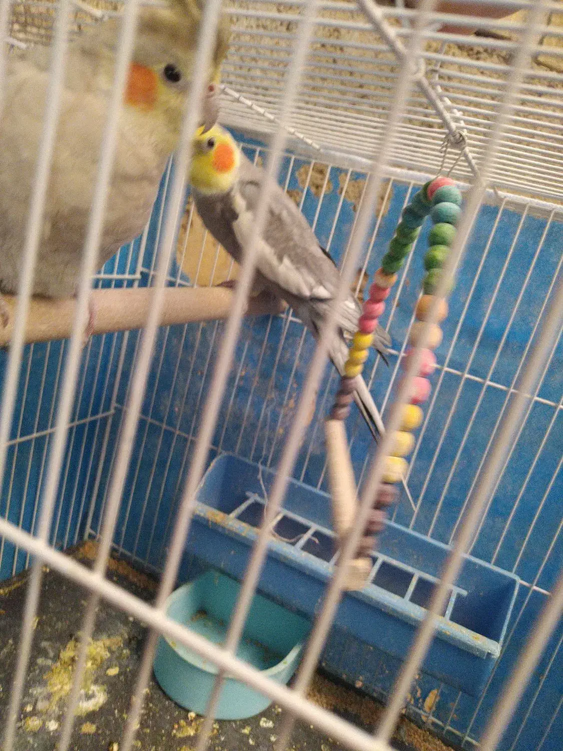 عروس هلندی جفت|پرنده|خمینی‌شهر, |دیوار