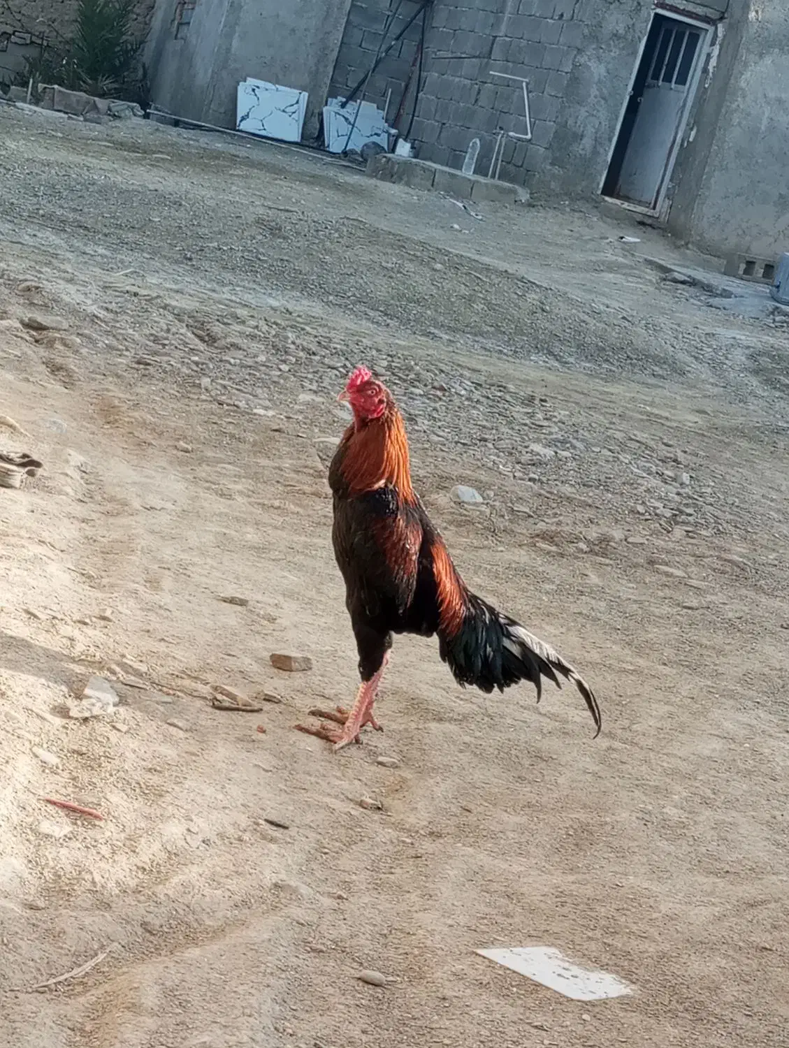 خروس افغانی|پرنده|سراوان, |دیوار