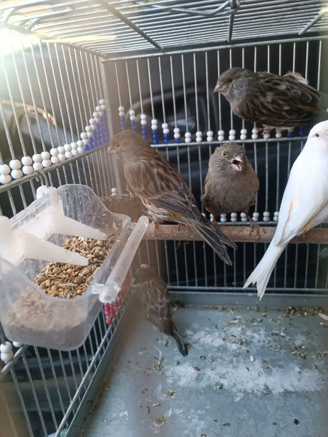 قناری ماده مست پس کوزه|پرنده|تربت‌حیدریه, حسنی بالا|دیوار