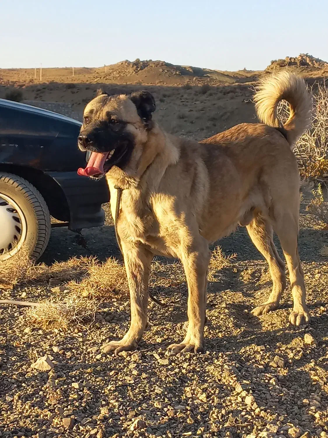 سگ سراب|سگ|بافت, |دیوار