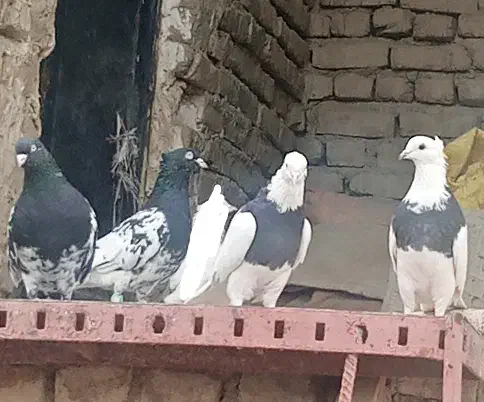 از آگهی دیوار|پرنده|شیروان (خراسان), |دیوار