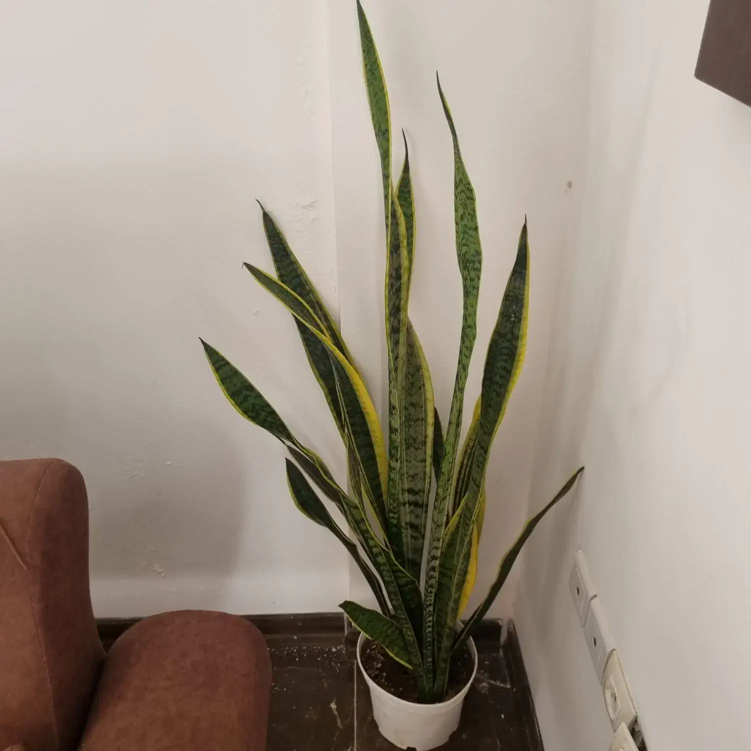 گلدان|گل و گیاه طبیعی|کیش, |دیوار