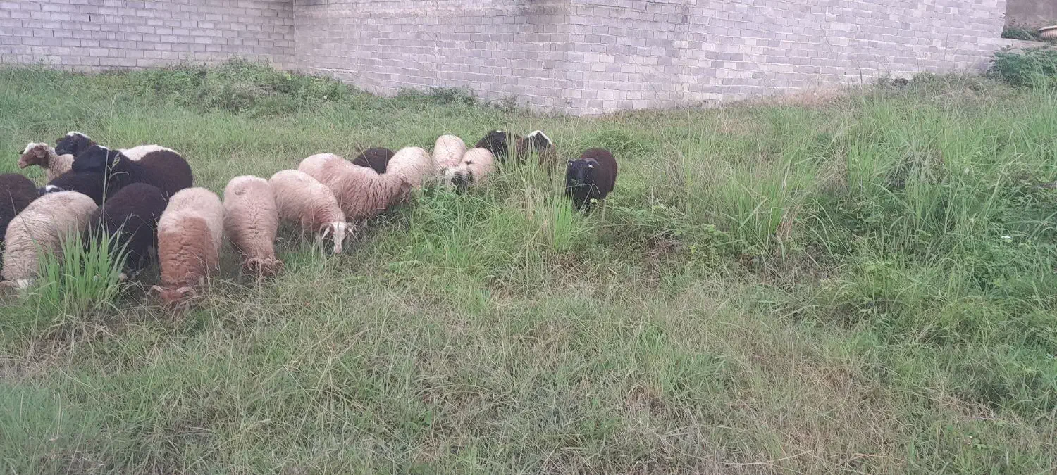 بره نر سالم|حیوانات مزرعه|نوشهر, |دیوار