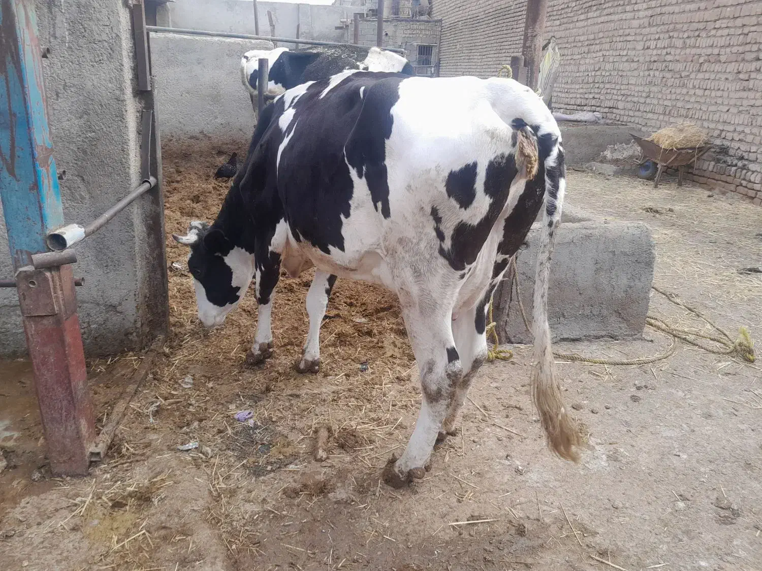 گاو گوشبی|حیوانات مزرعه|شاهدشهر, |دیوار