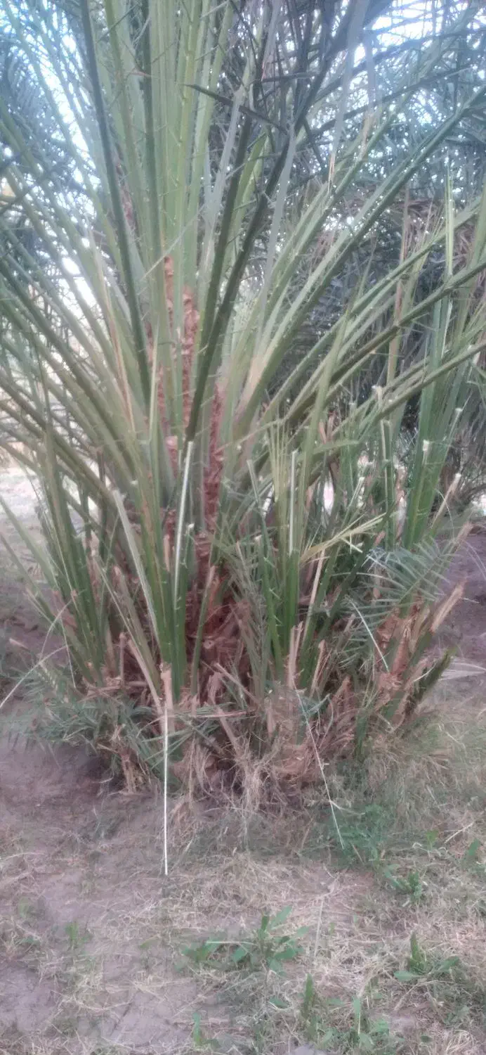 جنگ بزرگ|گل و گیاه طبیعی|نرماشیر, |دیوار