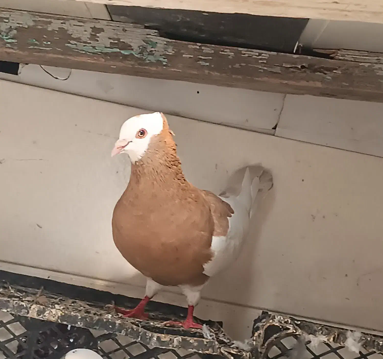 کبوتر|پرنده|بندر ترکمن, |دیوار