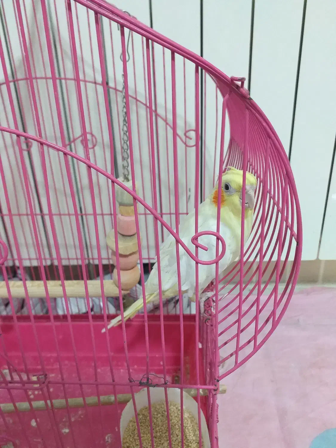 عروس هلندی|پرنده|رودهن, |دیوار