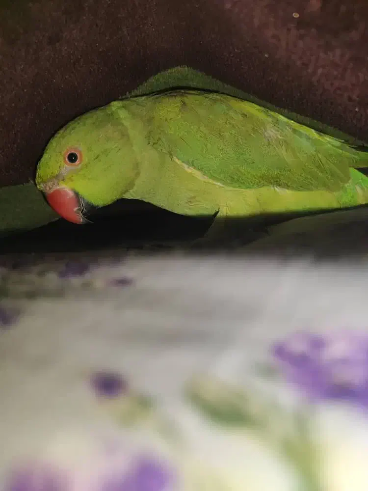 طوطی ملنگو|پرنده|بوشهر, |دیوار