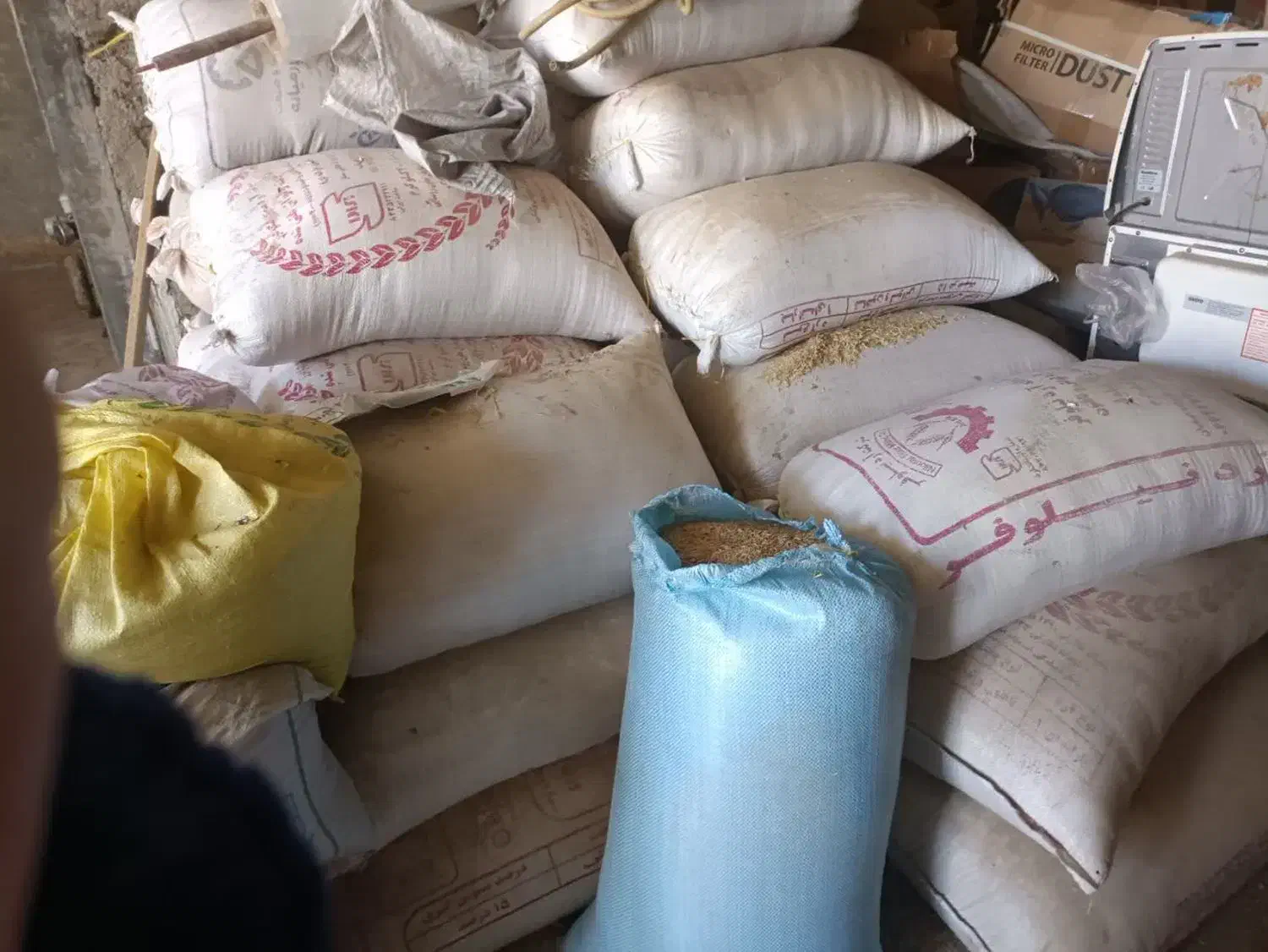 جو دیم|گل و گیاه طبیعی|بروجرد, |دیوار