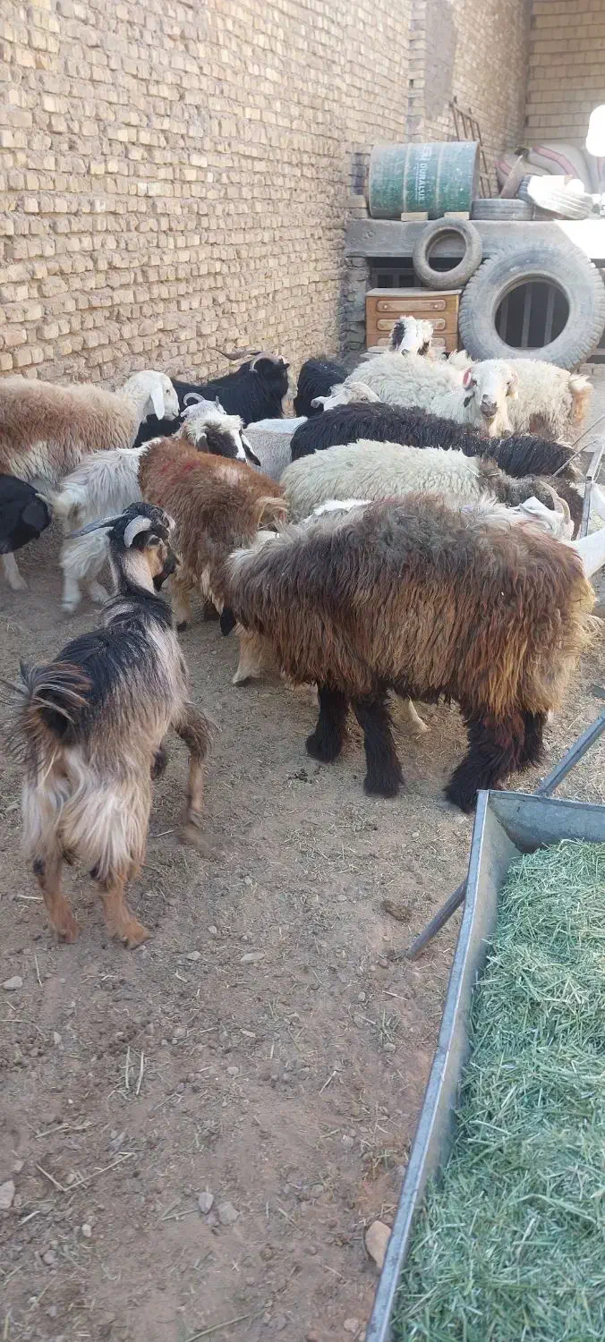 بره نر وماده بزغاله نر وماده اردکان|حیوانات مزرعه|اردکان, |دیوار