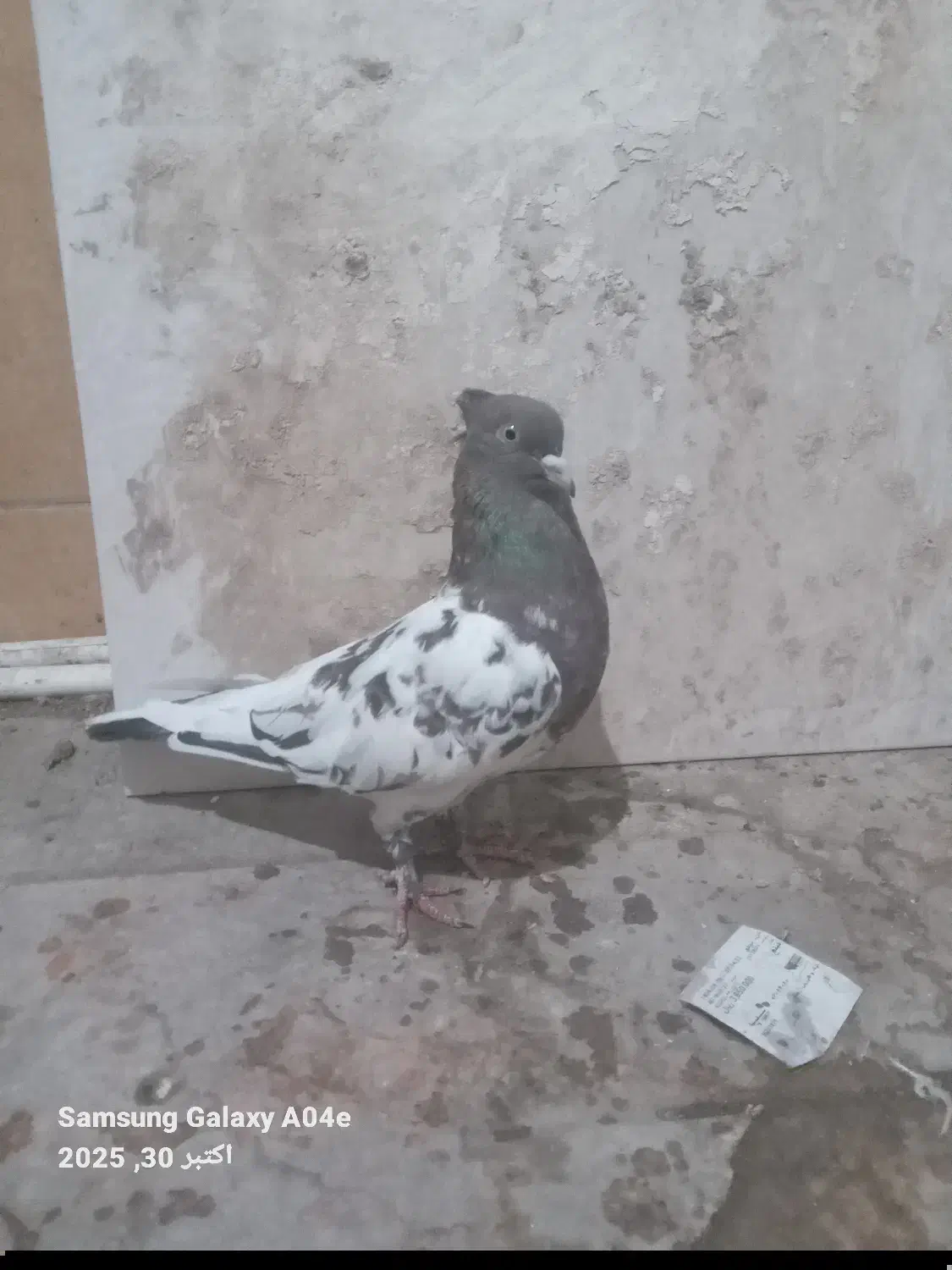 یک عدد کله هفت رنگ|پرنده|شیروان (خراسان), |دیوار