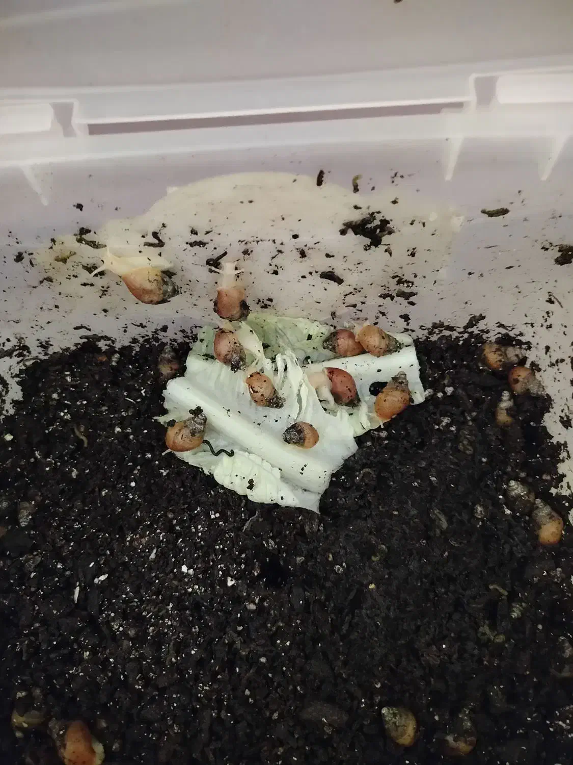 فروش حلزون نژاد افریقایی|خزنده|تهران, اوقاف|دیوار