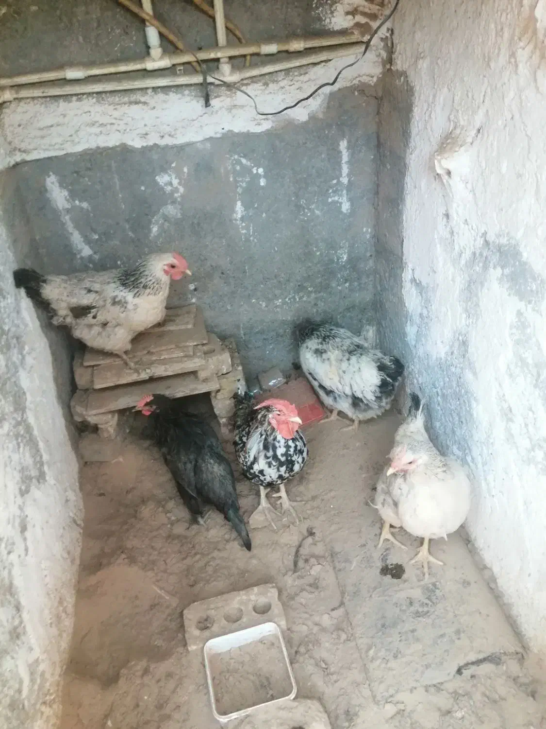 مرغ خروس|حیوانات مزرعه|خوسف, |دیوار