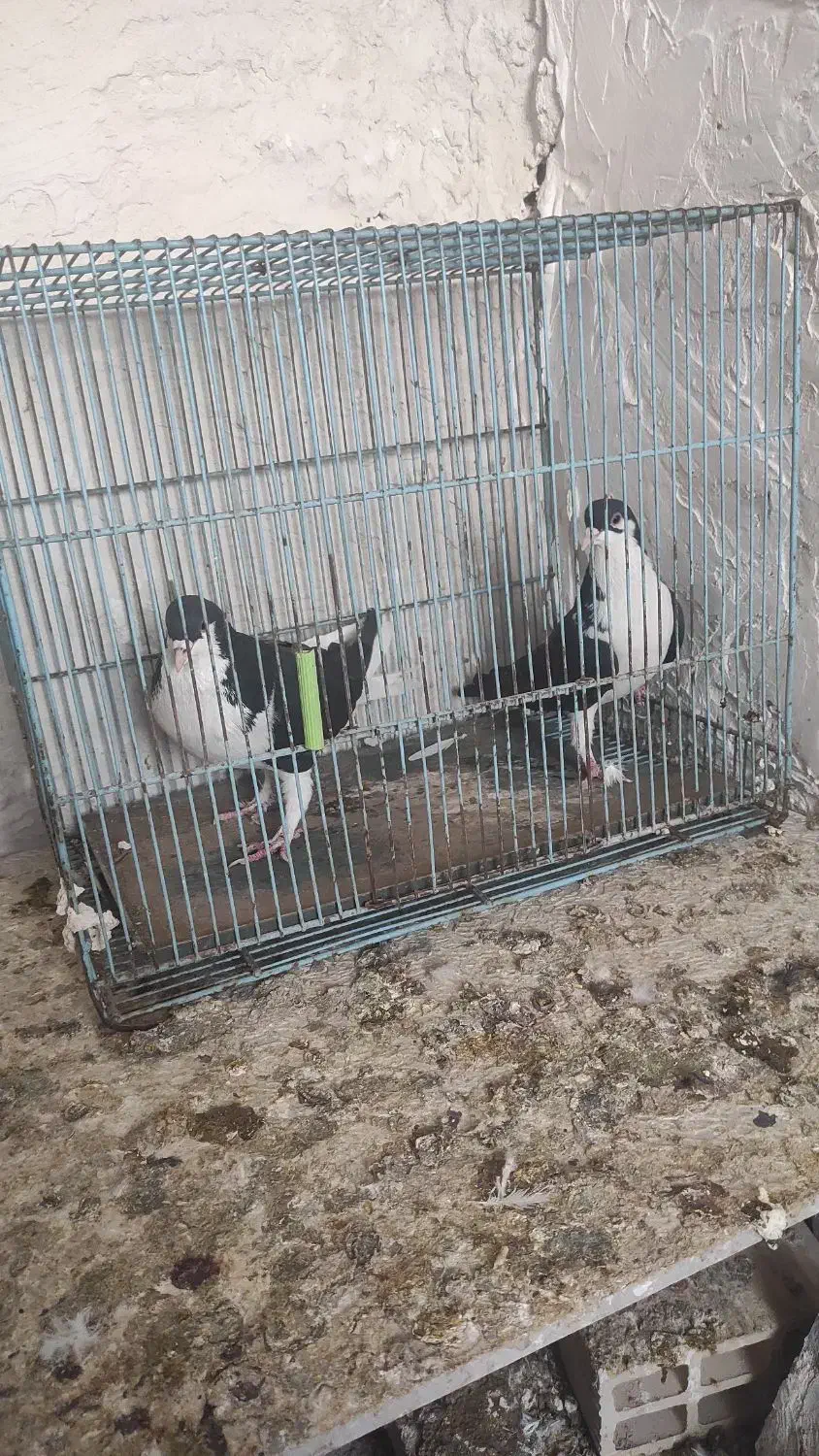 خوشرنگ سیاه|پرنده|قزوین, |دیوار