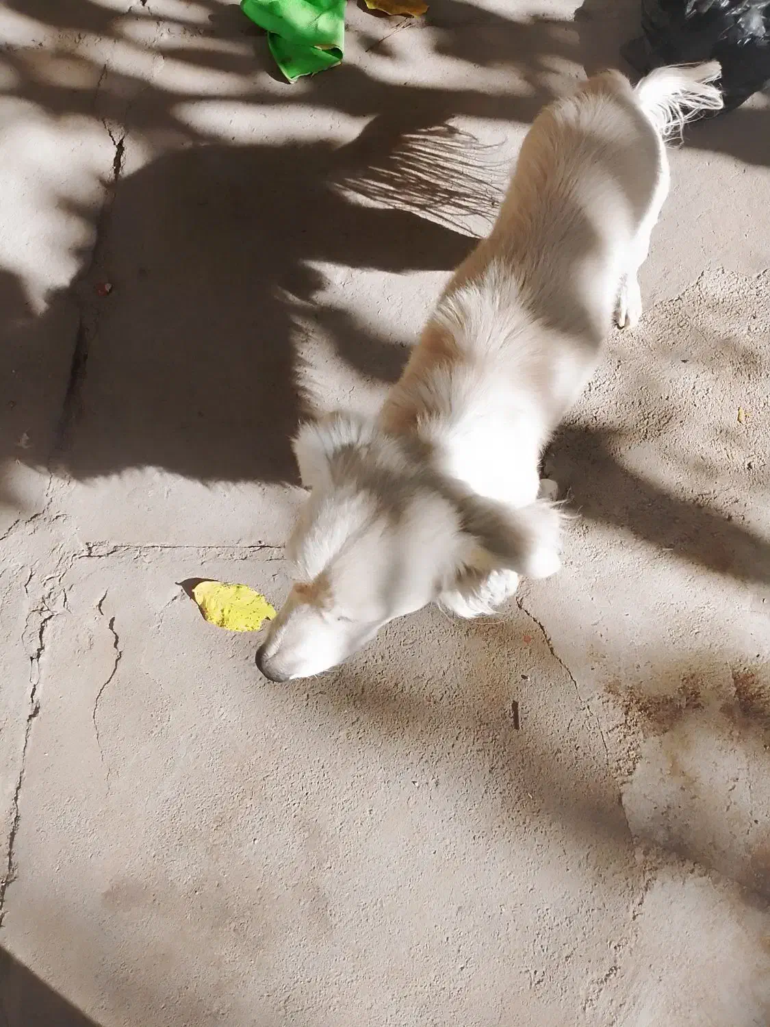 سگ پاکوتاه بدون شناسنامه|سگ|دماوند, دماوند|دیوار