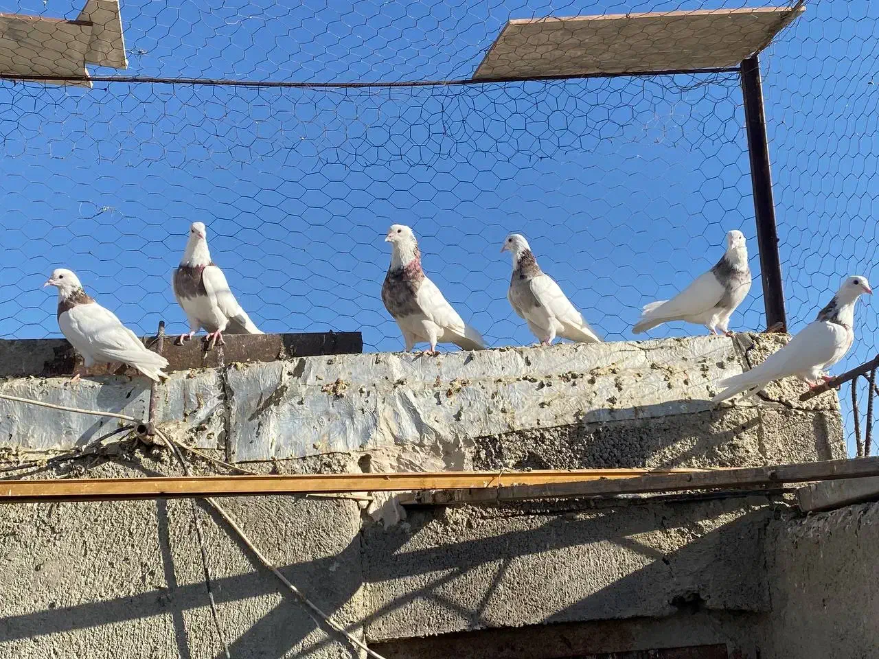 کبوتر طوقی|پرنده|درگزین, |دیوار