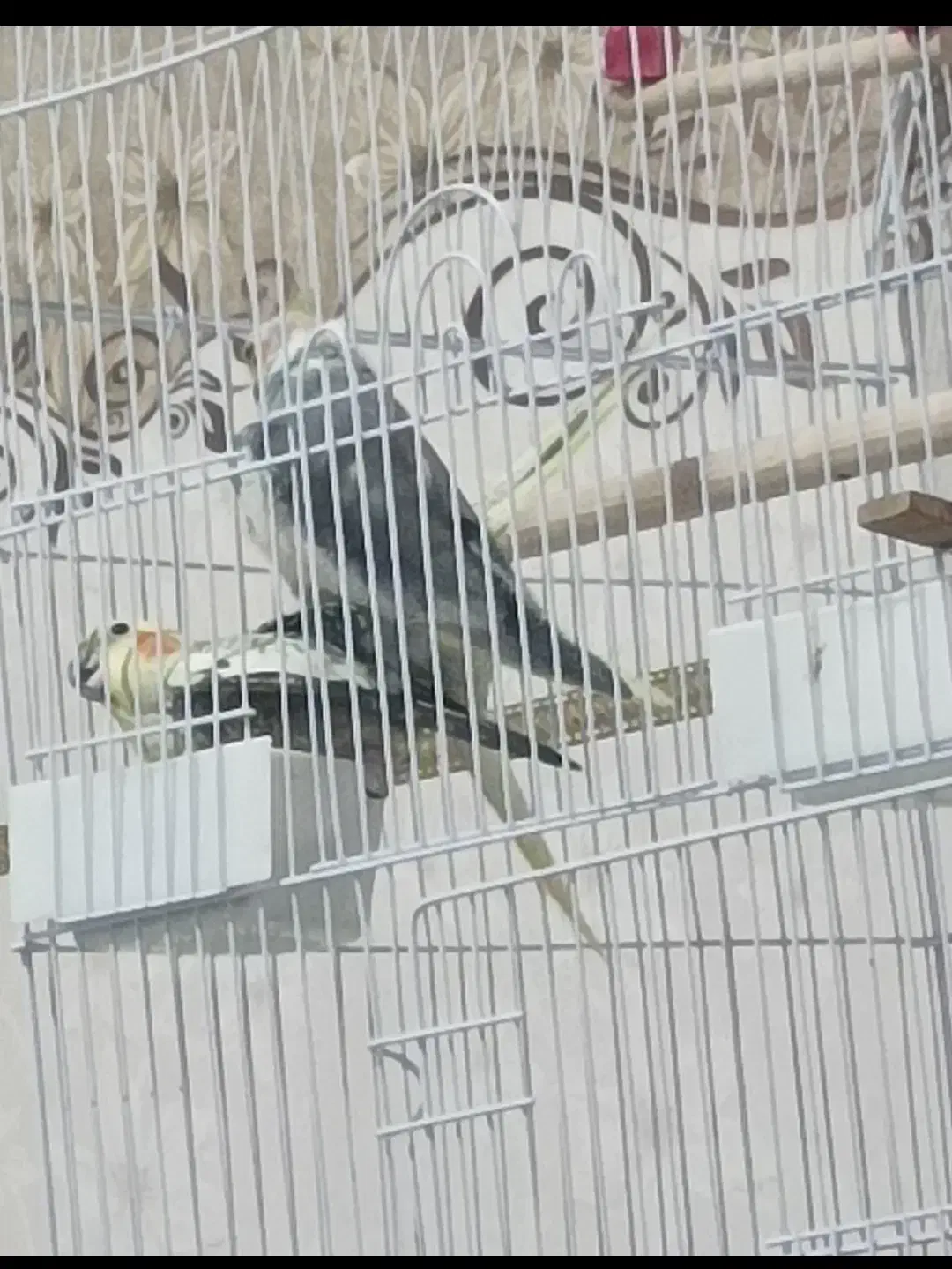 عروس هلندی مولد|پرنده|ایوان, |دیوار