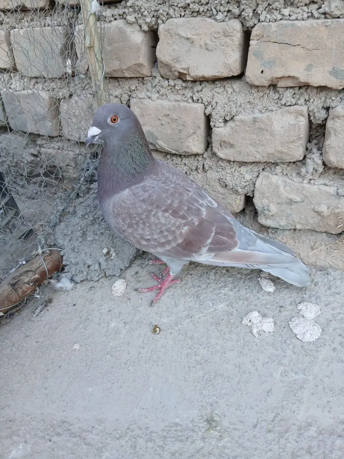 کفتر پلاکی|پرنده|اردکان, |دیوار