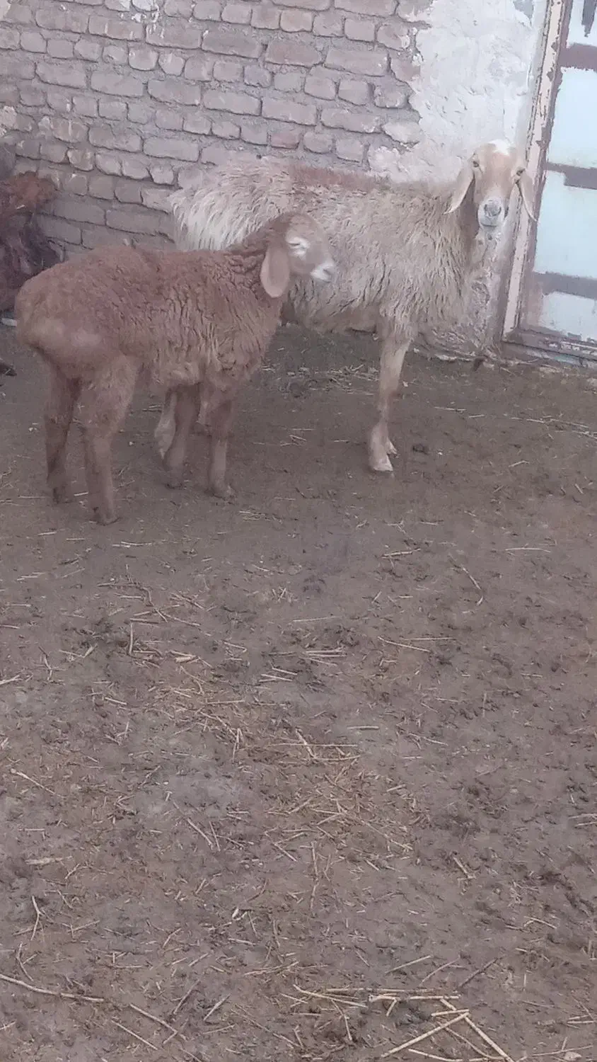 میش|حیوانات مزرعه|زیرکوه, |دیوار