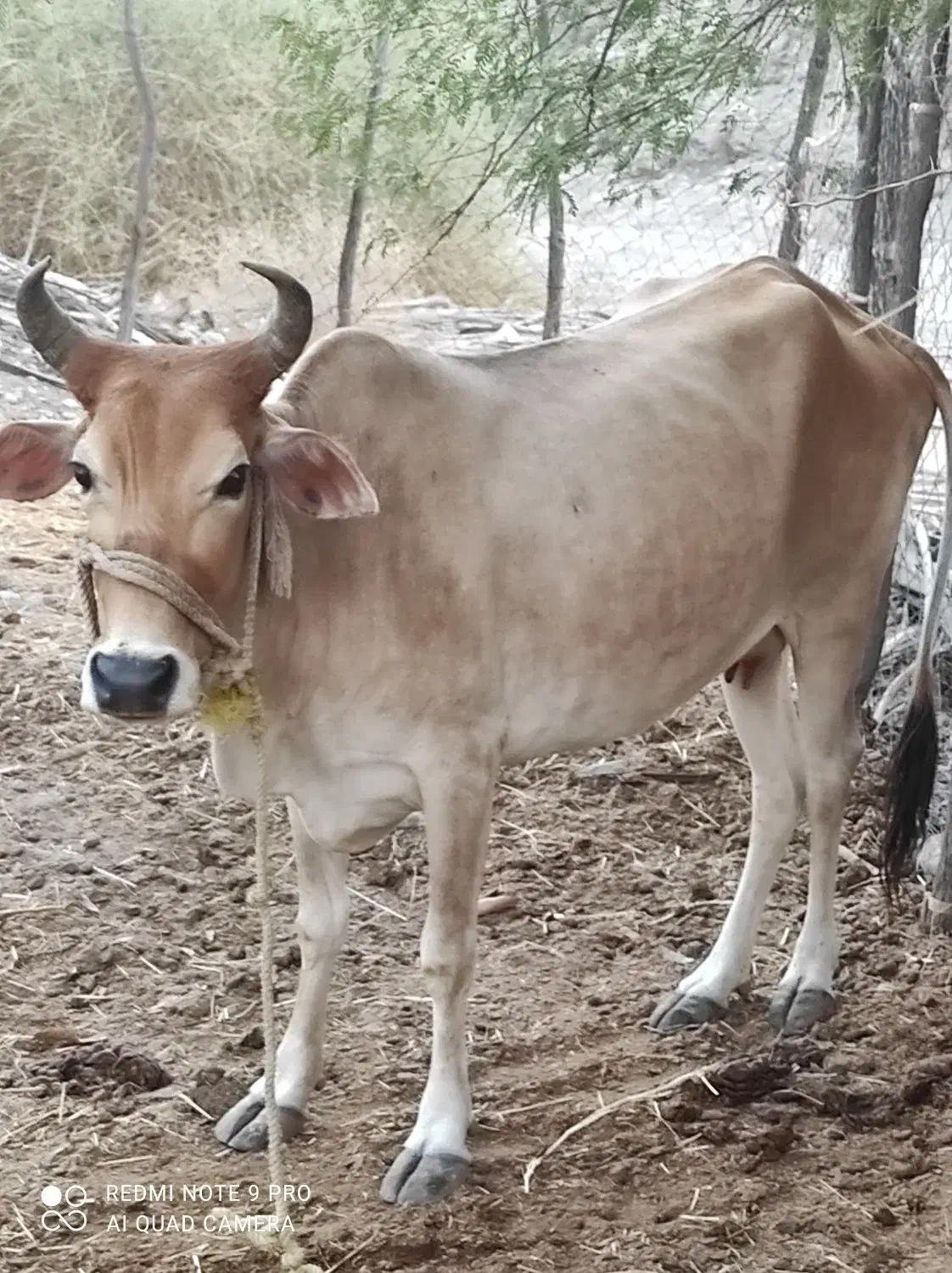 گاو ماده|حیوانات مزرعه|سندرک, |دیوار