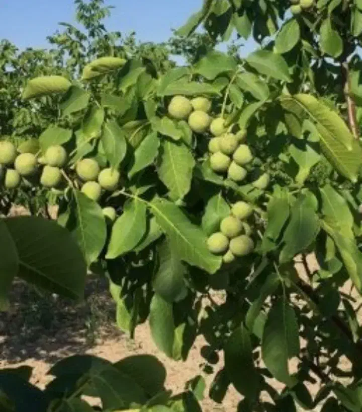 نهال گردو توسرخ|خدمات باغبانی و درختکاری|ملایر, |دیوار