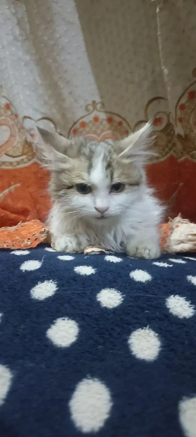 واگذاری گربه سفید پرشین|گربه|زابل, |دیوار