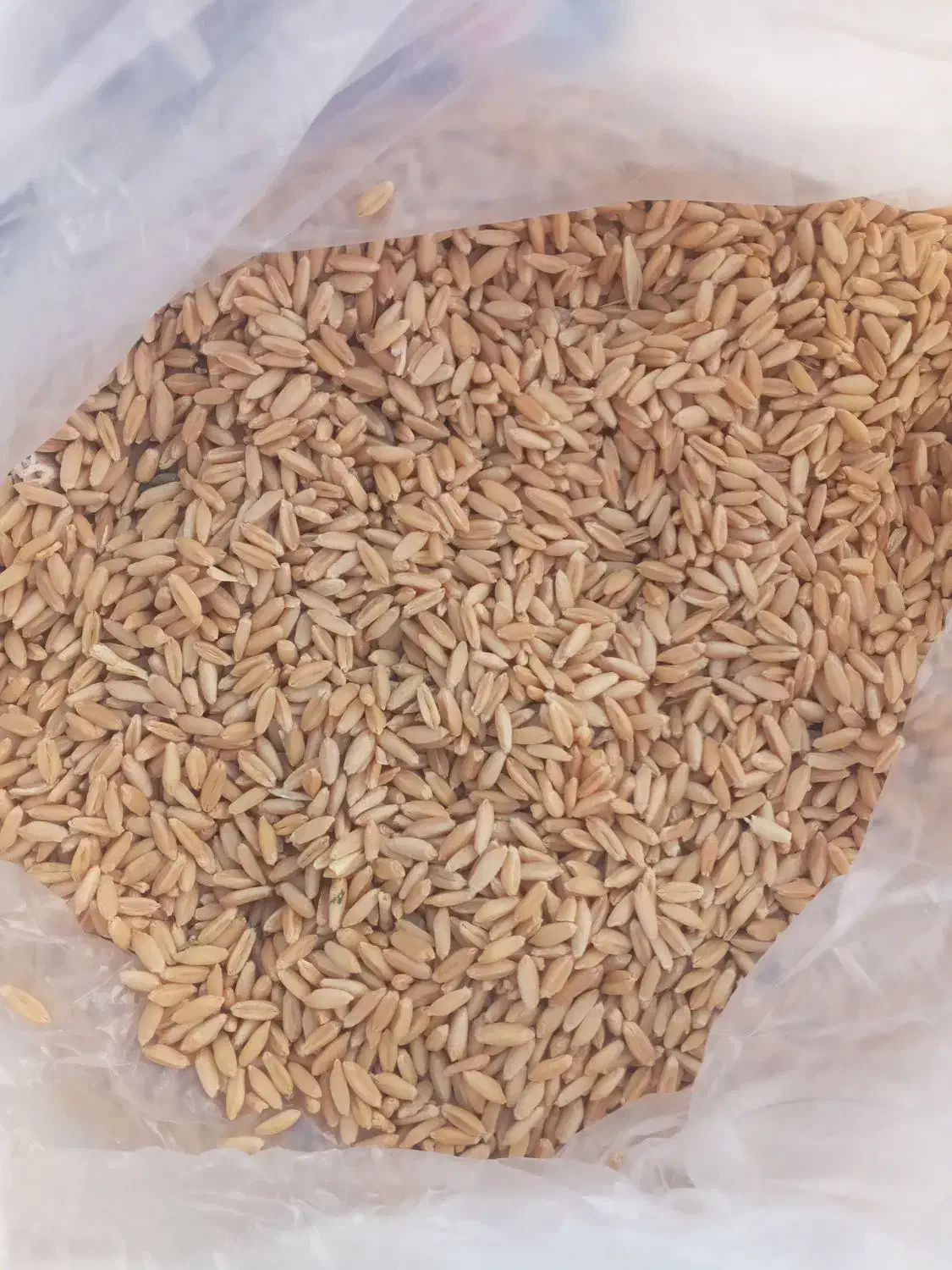 گندم|خوردنی و آشامیدنی|بهار, |دیوار