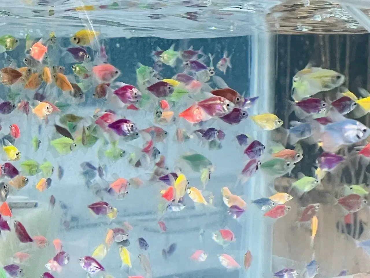 ماهی زینتی گیاهخوار کوثر|ماهی|مشهد, کوثر|دیوار