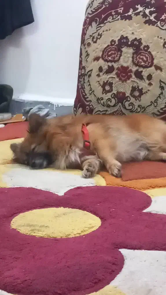 واگذاری سگ پامرین|سگ|مسجد سلیمان, |دیوار