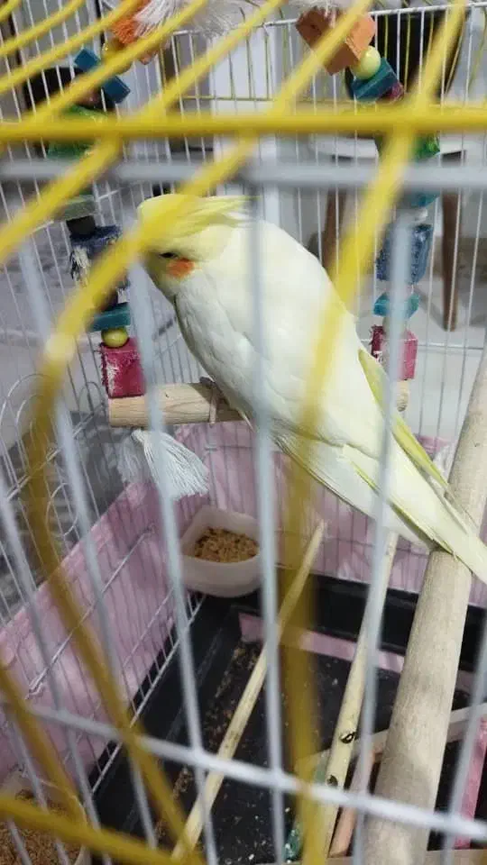 عروس هلندی سخن گو|پرنده|محمدیه-قزوین, |دیوار