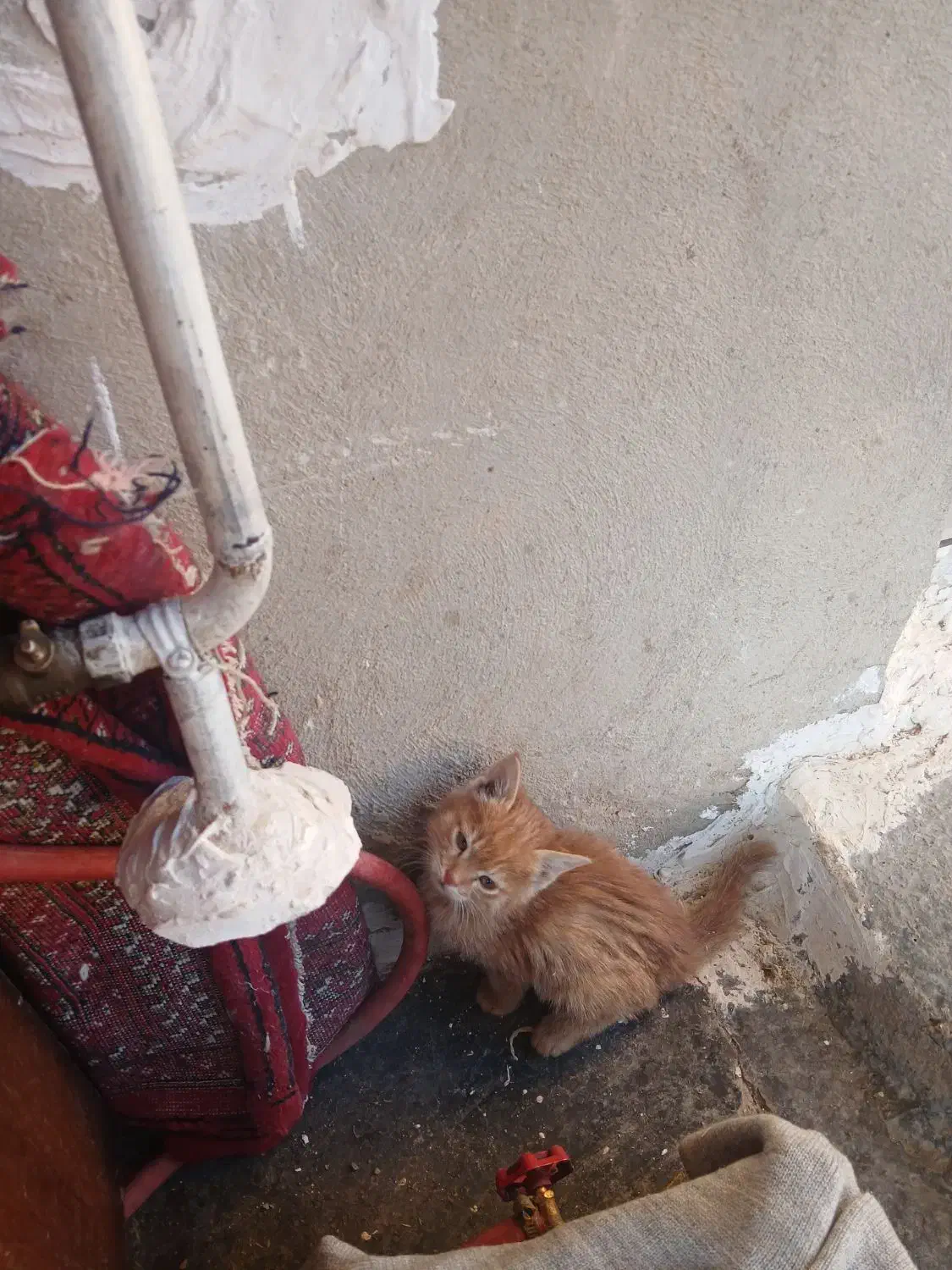 بچه گربه|گربه|دینور, |دیوار