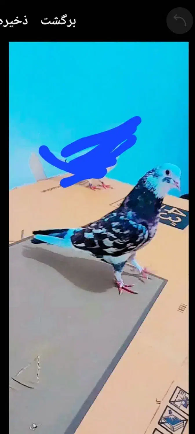 سرور|پرنده|پارس‌آباد, |دیوار