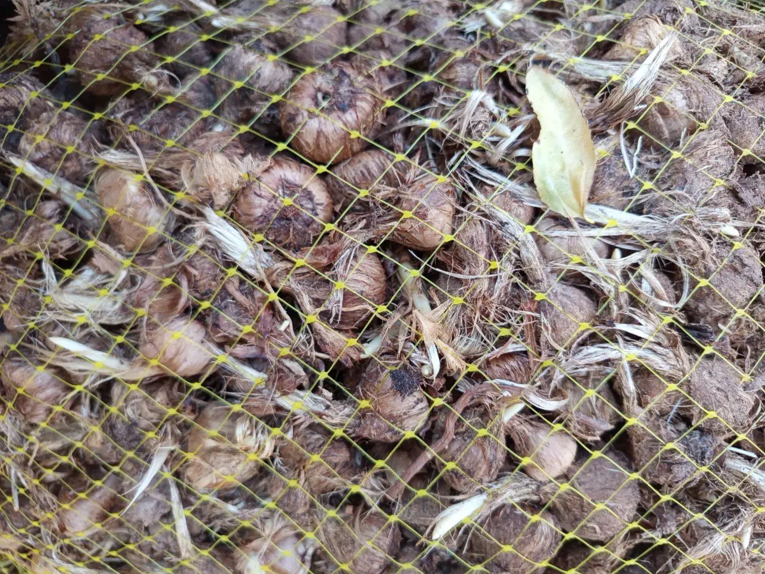 پیاز زعفران معمولی و سورت شده|خدمات باغبانی و درختکاری|سده (خراسان جنوبی), |دیوار