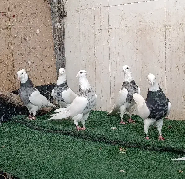 طوقی ۶ عدد نر اس|پرنده|شاهینشهر, عطار|دیوار