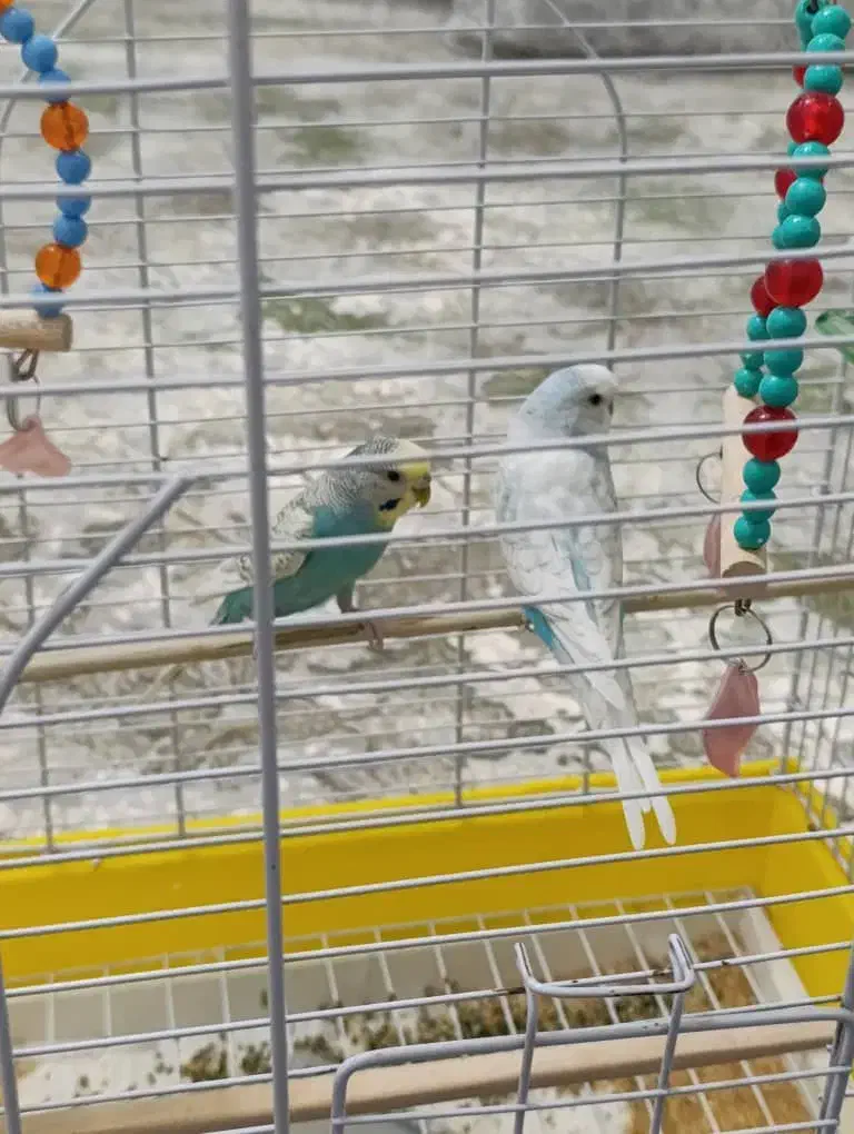 فروش مرغ عشق همراه باقفس|پرنده|محمدبار, |دیوار