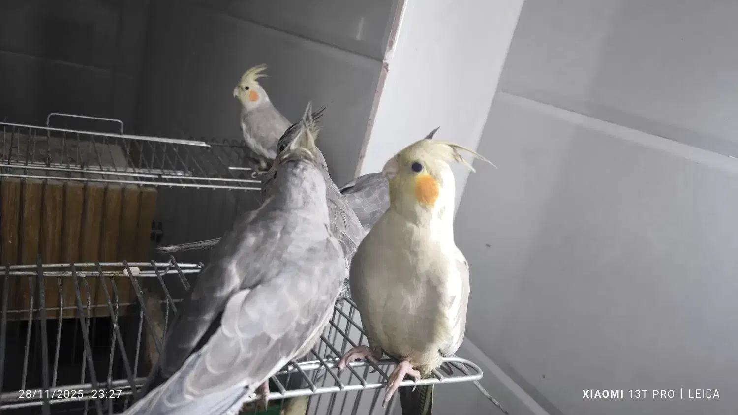 عروس هلندی 10ماهه سالم|پرنده|قم, علی آباد سعدگان|دیوار