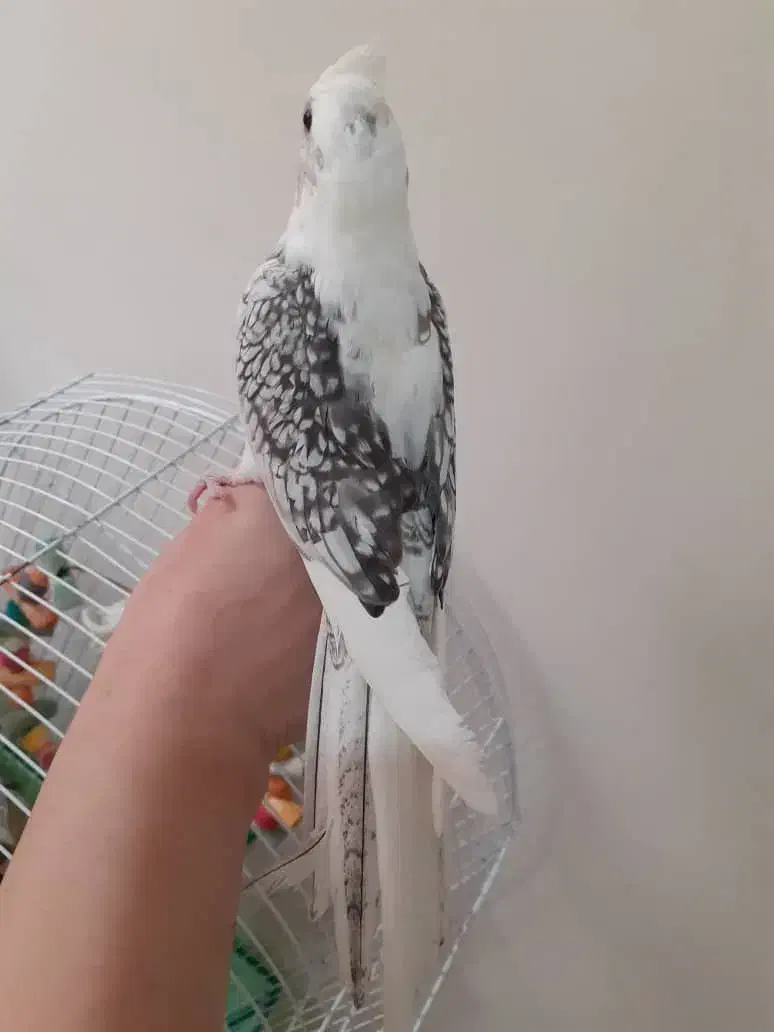 عروس هلندی|پرنده|تهران, جیحون|دیوار